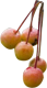 紅衣主教海棠