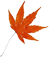 金桂黃楓