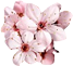 中華晚櫻（速生）