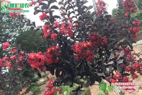 美國(guó)紫葉三紅紫薇-火紅紫葉紫薇如何施肥管理
