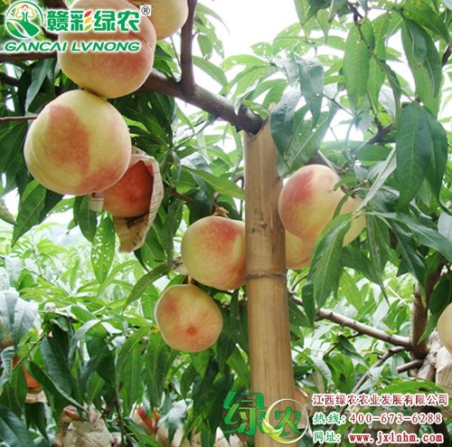 奧桃