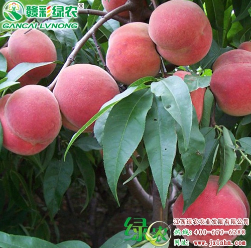 突圍桃